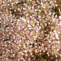 Saxifraga 'Emily Rose'